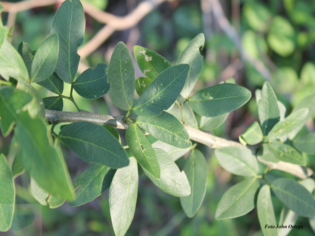 Pithecellobium subglobosum