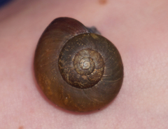 Mesomphix vulgatus