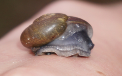 Mesomphix vulgatus