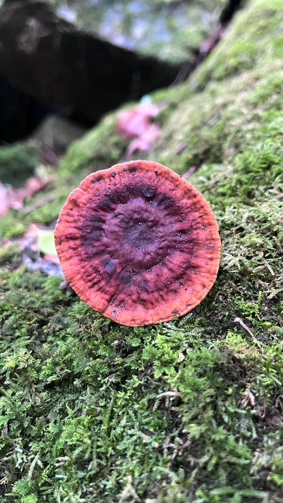 Sanguinoderma rude · March 2026 · photo: © djnugent (iNaturalist, cc0)