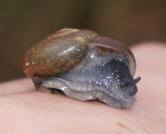 Mesomphix vulgatus
