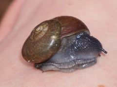 Mesomphix vulgatus