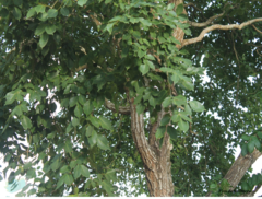 Platymiscium pinnatum