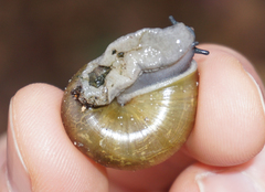 Mesomphix vulgatus