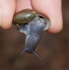 Mesomphix vulgatus