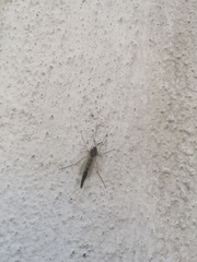 Chironomidae