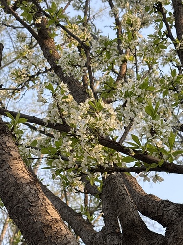 Prunus salicina observed 2026-04-01