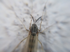 Chironomidae