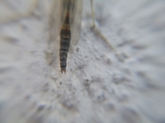 Chironomidae