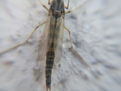 Chironomidae