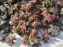 Euphorbia velleriflora