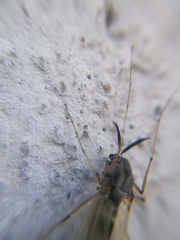 Chironomidae