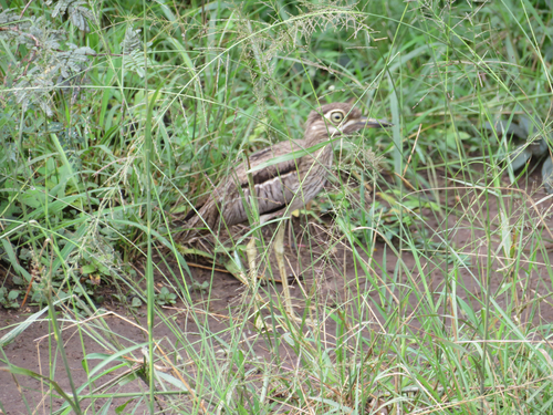 iNaturalist: (c) John, some rights reserved (CC BY-NC), uploaded by John iNaturalist image