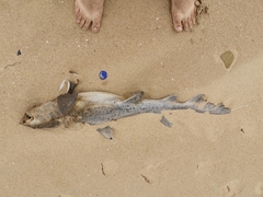 Triakis megalopterus