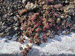 Euphorbia velleriflora