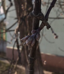 Acer negundo