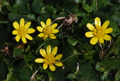 Ficaria verna