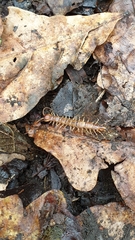 Lithobius variegatus