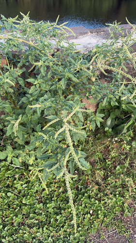 Amaranthus spinosus observed 2026-03-31