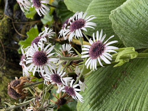 Pleurophyllum speciosum observed 2026-03-28