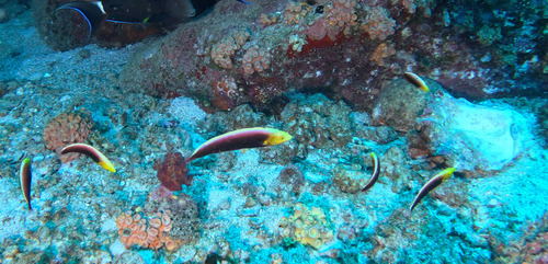 Halichoeres iridis observed 2026-03-06