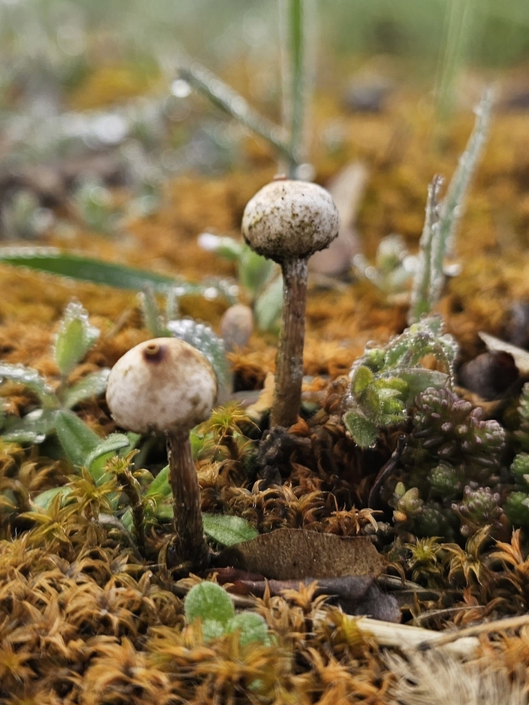 Tulostoma brumale · April 2026 · photo: © emilvus (iNaturalist, cc-by)