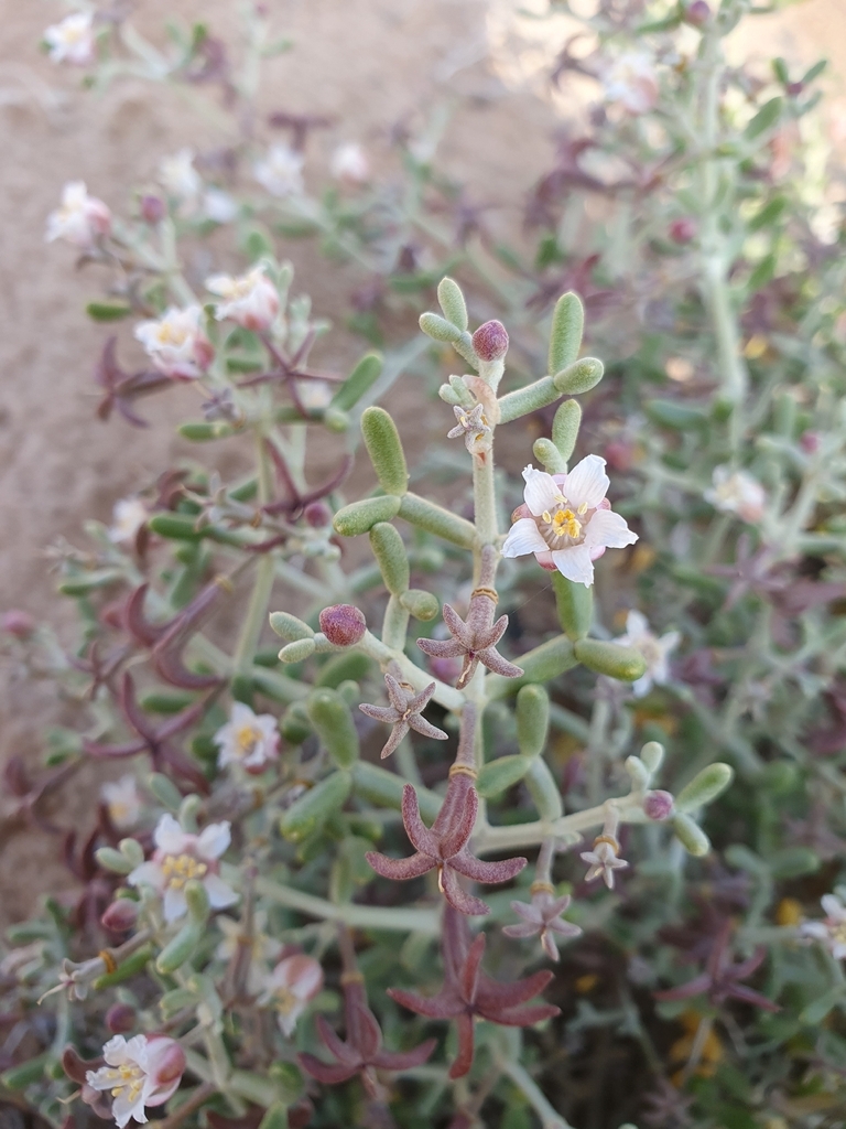 Zygophyllum cornutum