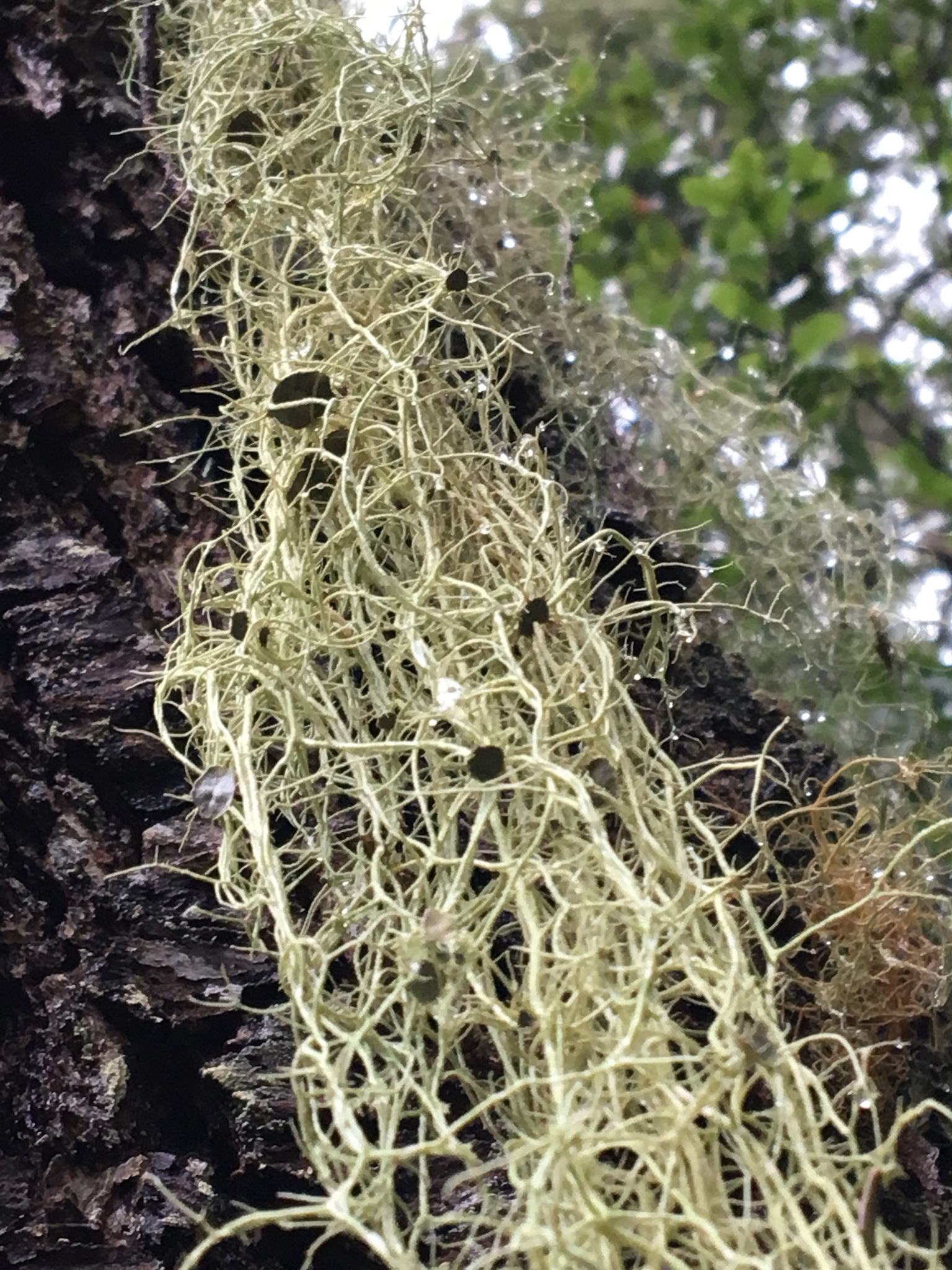 Usnea ceratina image