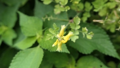 Corydalis formosana
