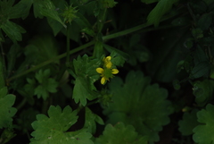 Ranunculus muricatus