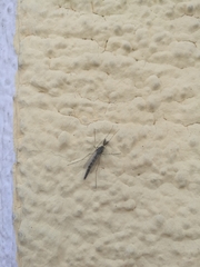 Chironomidae