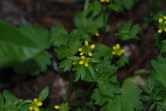 Ranunculus muricatus