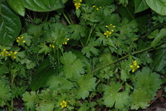Ranunculus muricatus