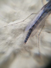 Chironomidae