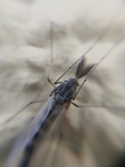 Chironomidae