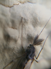 Chironomidae