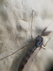 Chironomidae