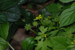 Ranunculus muricatus