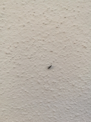 Diptera