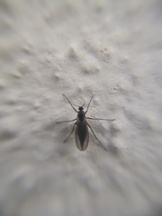 Diptera
