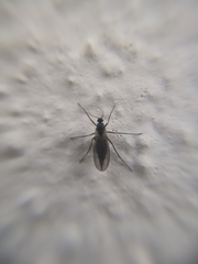 Diptera