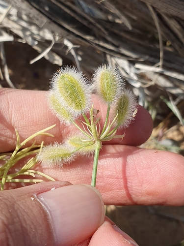 Ammodaucus leucotrichus