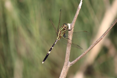 Slender Skimmer, photo 2 of 10