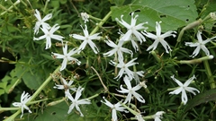 Silene fissipetala