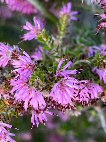 Victory Heath (Erica similis)