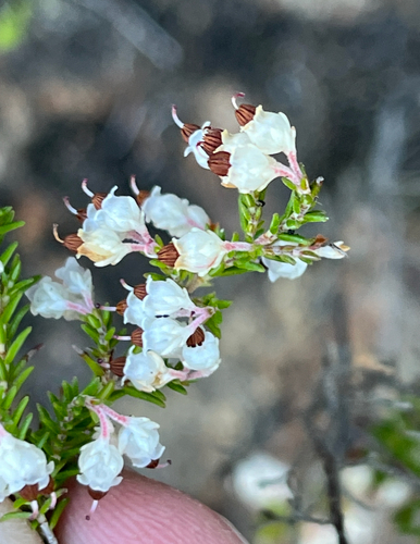 Threehead Heath (Erica triceps)