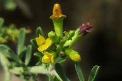 Melolobium candicans