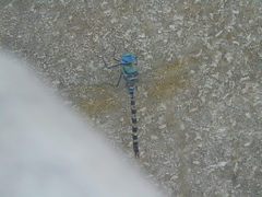 Anax immaculifrons