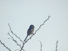 Pericrocotus erythropygius