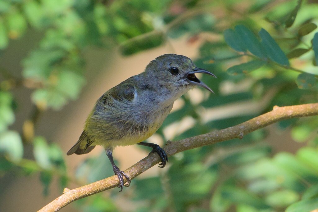 Andaman Flowerpecker